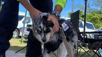 നായയുടെ സാന്നിധ്യം മനുഷ്യരുടെ സങ്കടം കുറയ്ക്കുമോ? ഫ്ലോറിഡയിലെ അപകടസ്ഥലത്ത് ആശ്വാസമായി ഇവർ