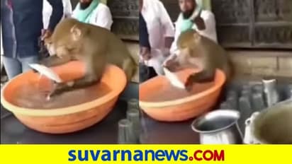 ತಿಂಗಳ ಬೆಸ್ಟ್ ಎಂಪ್ಲಾಯ್..! ಸೂಪರಾಗಿ ಪಾತ್ರೆ ತೊಳೆಯುತ್ತೆ ಈ ಕೋತಿ