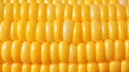 Health Care Tips: শীতে ৫ জটিল সমস্যা রুখতে অপরিহার্য ভুট্টা, জেনে নিন এর উপকারীতা