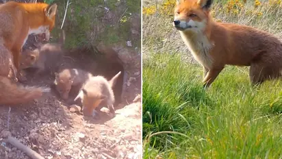 Watch: Adorable video of mama fox and her tiny triplets will make your day