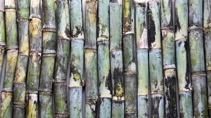 సింపుల్ టెక్నిక్‌తో అద్భుతం చేసిన చెరకు రైతు.. మూడు రెట్లు పెంచుకున్న ఆదాయం