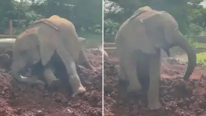 Elephant calf enjoying dust bath is pure joy to watch; wins hearts of the netizens