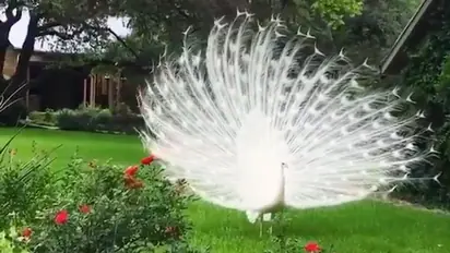 White peacock shows off his feathers, leaves netizens mesmerised