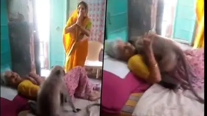 Act of Kindness: Woman who served langur falls sick, primate turns up at her home and hugs her; Watch video
