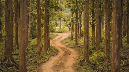 Puzzling: পুলিশের সঙ্গে তাল মিলিয়ে নিজেকে জঙ্গলে খুঁজল এক ব্যক্তি, কারণ জানলে হাসি পাবে আপনার