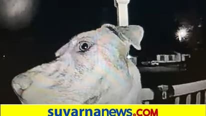 ಮಧ್ಯರಾತ್ರಿ ಬಾಗಿಲು ತೆರೆಯಲು ಡೋರ್ ಬೆಲ್ ಮಾಡಿದ ಕಾಣೆಯಾಗಿದ್ದ ನಾಯಿ; ವಿಡಿಯೋ ವೈರಲ್!