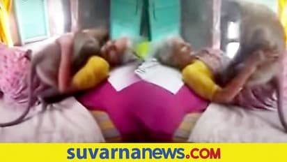 ಆಹಾರ ನೀಡ್ತಿದ್ದ ಅಜ್ಜಿಗೆ ಅನಾರೋಗ್ಯ, ಅಪ್ಪಿ ಸಾಂತ್ವನ ಹೇಳಿದ ವಾನರ; ವಿಡಿಯೋ