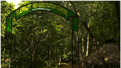 കോട്ടൂർ ആന പരിപാലന കേന്ദ്രത്തിൽ വീണ്ടും കുട്ടിയാന ചരിഞ്ഞു