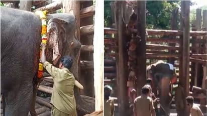 'ശങ്കറിപ്പോള് വില്ലനല്ല'; അനുസരണയുള്ളവനായി മുതുമലയിലുണ്ട്