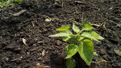 ചിതാഭസ്മം കൊണ്ടുപോകാനാളെത്തുന്നില്ല, മൃതദേഹത്തിൽ നിന്നുള്ള ചാരം പാർക്ക് നിർമ്മാണത്തിന്