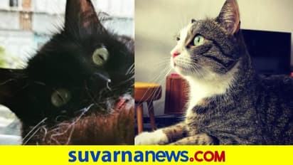 ಹುಚ್ಚು ಬೆಕ್ಕಿನ ರಾತ್ರಿ ದಾಳಿ: 8 ಜನ ಆಸ್ಪತ್ರೆಗೆ ದಾಖಲು