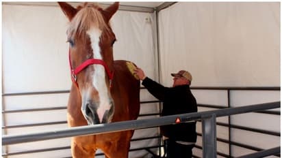 ലോകത്തിലെ ഏറ്റവും ഉയരം കൂടിയ കുതിരയായ ബിഗ് ജേക്ക് 20ാം വയസ്സില് ചത്തു