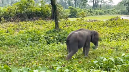 കൂട്ടം തെറ്റിയ കുട്ടിക്കൊമ്പന് ലാക്ടൊജനും ഇളനീരും, കാട് അരിച്ച് പെറുക്കി, അമ്മയാനയുടെ അടുത്തെത്തിച്ചു