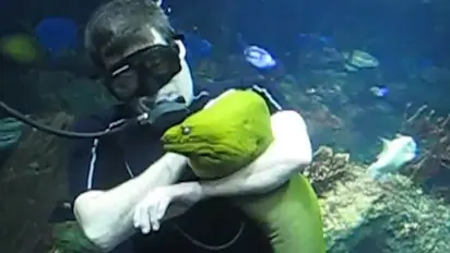 Aquarium cleaner cuddling enormous eel leaves internet amazed; watch the video