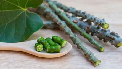 প্রতিরোধ ক্ষমতা বাড়াতে সাহায্য করলেও অতিরিক্ত গুলঞ্চ সেবন মারাত্মক ক্ষতিও করতে পারে