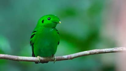 നൂറ്റാണ്ടുകൾക്കുമുമ്പ് വംശനാശം സംഭവിച്ചെന്ന് കരുതിയ പക്ഷി വീണ്ടും, ആവേശത്തിൽ പക്ഷിനിരീക്ഷകര്