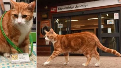 ഈ പൂച്ചയ്ക്ക് ജോലി ട്രെയിൻ സ്റ്റേഷനിൽ, 'ചീഫ് മൗസ് ക്യാച്ചർ' താരമാണ്...