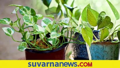 ಮನೆಯಲ್ಲಿ ಮನಿಪ್ಲಾಂಟ್ ಇದ್ದರೆ ಈ ನಿಯಮ ಪಾಲಿಸಿ – ಅದೃಷ್ಟ ನಿಮ್ಮದಾಗಲಿದೆ..!!