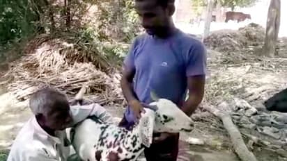 কুরবানি - গায়ে 'আল্লা' লেখা ছাগলের দাম ১ কোটি, জোড়া পাঁঠা বিকোলো সাড়ে ৪ লাখে