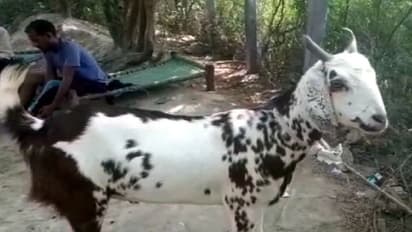 कुदरत का करिशमा: बकरे के शरीर पर एक तरफ 'ओम' तो दूसरी तरफ लिखा 'अल्हा', कीमत 11 लाख..बदल रही किस्मत