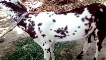 దారుణం.. మేకపై అత్యాచారం..!