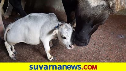 ಮೀಡಿಯಾ ಸ್ಟಾರ್‌ ಆಯ್ತು 23 ತಿಂಗಳ ಕುಬ್ಜ ಹಸು 'ರಾಣಿ': ರಾತ್ರೋ ರಾತ್ರಿ ಸ್ಟಾರ್‌!