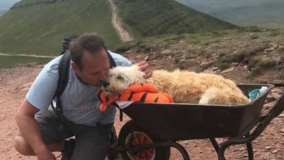 അർബുദബാധിതനായ നായയുമായി അവന്റെ പ്രിയപ്പെട്ട മലമുകളിലേക്ക് യാത്ര, അപൂര്‍വ സ്നേഹത്തിന്‍റെ കഥ...