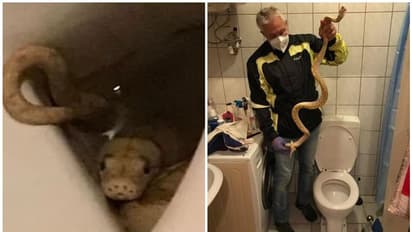 65കാരന്റെ ജനനേന്ദ്രിയത്തിൽ പെരുമ്പാമ്പ് കടിച്ചു, പിന്നീട് സംഭവിച്ചത്...