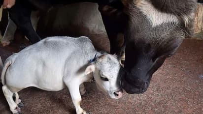 ഈ പശുവിനെ കാണാൻ വന്‍ തിക്കും തിരക്കും, കൗതുകമാവുകയാണ് റാണി