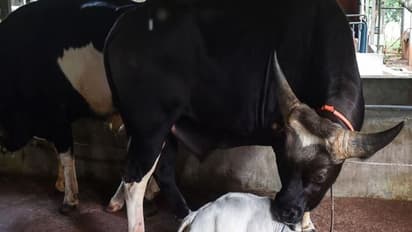 করোনাবিধি শিকেয়, 'রানি'-কে দেখতে ভিড় সাধারণের