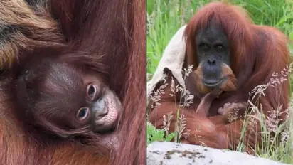 Sumatran orangutan mom cradling her newborn baby wins hearts of netizens; watch the video