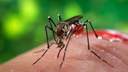 സംസ്ഥാനത്ത് 2 പേര്ക്ക് കൂടി സിക്ക വൈറസ് രോഗം സ്ഥിരീകരിച്ചു