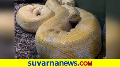 ಝೂನಿಂದ ನಾಪತ್ತೆಯಾಗಿದ್ದ 12 ಅಡಿ ಉದ್ದದ ಹಾವು, ಶಾಪಿಂಗ್ ಮಾಲ್ನಲ್ಲಿ ಪತ್ತೆ!