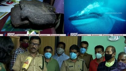 അന്താരാഷ്ട്ര വിപണിയിൽ മുപ്പത് കോടി വിലയുള്ള തിമിംഗലത്തിൻ്റെ ഛർദിൽ അവശിഷ്ടം തൃശ്ശൂരിൽ പിടികൂടി