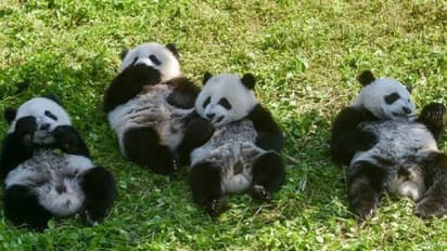 ഭീമൻ പാണ്ടകളിനി വംശനാശഭീഷണി നേരിടുന്നവയുടെ പട്ടികയിലല്ല, വ്യക്തമാക്കി ചൈനീസ് അധികൃതർ