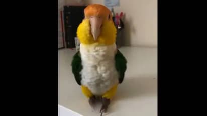 ദേ, സ്റ്റൈലായി ഇങ്ങനെ ഡാന്സ് ചെയ്യാം, വൈറലായി തത്തയുടെ ചുവടുകൾ