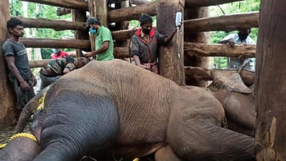 മയക്കുവെടി വയ്ക്കാതെ പിടികൂടി ചികിത്സിച്ചെങ്കിലും ഫലം കണ്ടില്ല; മുതുമലയിലെ കൊമ്പന് ചരിഞ്ഞു