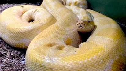 മൃഗശാലയിൽ നിന്നും രക്ഷപ്പെട്ട 12 അടി നീളമുള്ള പെരുമ്പാമ്പിനെ ഷോപ്പിങ് മാളിൽ കണ്ടെത്തി