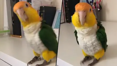 Watch Parrot teaches how to dance in style; let’s learn some steps from the bird