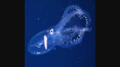 അത്ഭുതം തന്നെ, കൗതുകം പകർന്ന് ചില്ലുനീരാളിയുടെ ദൃശ്യം!