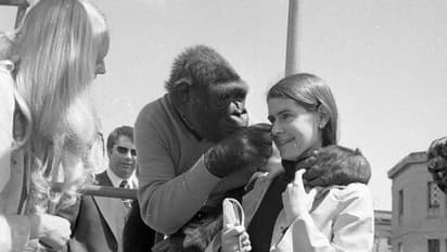 സംസാരിക്കുന്ന, ചിരിക്കുകയും കരയുകയും ചെയ്യുന്ന ഗൊറില്ല! അപൂർവ ജീവിതത്തിന്റെ കഥ!