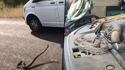 Snake strikes at car and crawls inside; horrifying video goes viral