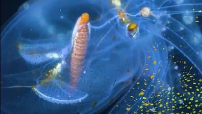 স্বচ্ছ কাঁচের মতো শরীর, সমুদ্রের গভীরে ক্যামেরায় ধরা পড়ল বিস্ময়কর গ্লাস অক্টোপাস, দেখুন বিরল ছবি