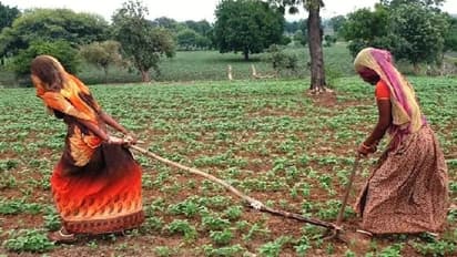 बेबसी की तस्वीर देख हो जाएंगे भावुक: बैल की जगह महिलाएं खींच रहीं हल..भूखे मरने की आ गई नौबत