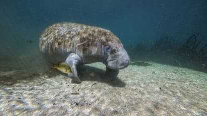 ചത്തൊടുങ്ങി മനാറ്റികൾ, കാരണം ജലമലിനീകരണവും പട്ടിണിയും?