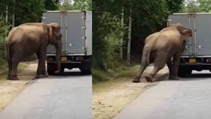 റോഡിന് നടുവിൽ നിലച്ചുപോയ വാഹനം തള്ളുന്ന കാട്ടാന; വീഡിയോ