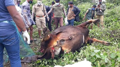 രാത്രി വെടിയൊച്ച, പിന്നാലെ വനംവകുപ്പ് റെയ്ഡ്; കാട്ടുപോത്തിനെ കൊന്ന് വീതം വയ്പിനിടെ പിടിവീണു