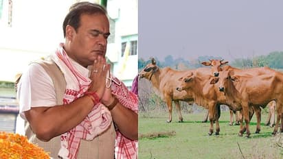Why does Opposition have a beef with Assam's cow protection bill?