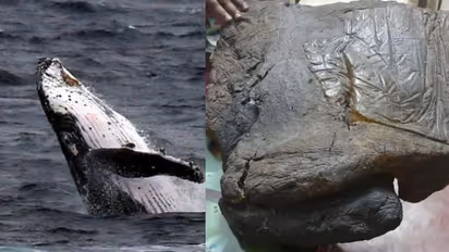 വാഹന പരിശോധനക്കിടെ പിടികൂടിയത് കോടികള് വിലവരുന്ന തിമിംഗല ഛര്ദ്ദി; ഒരാള് പിടിയില്, രണ്ട് പേർ രക്ഷപ്പെട്ടു