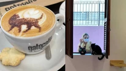 കോഫിയും കുടിക്കാം  പൂച്ചയെയും ഓമനിക്കാം; ഇത് വ്യത്യസ്തമായ ഒരു കഫേ!